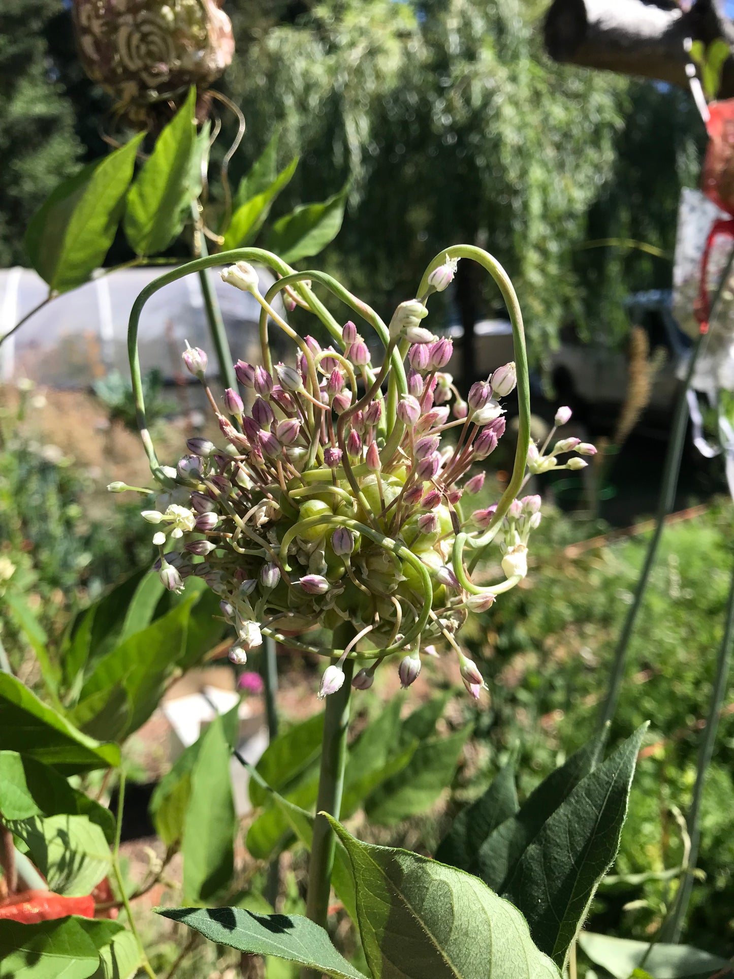 Babington's Leek Bulbils - Allium ampeloprasum var Babingtonii