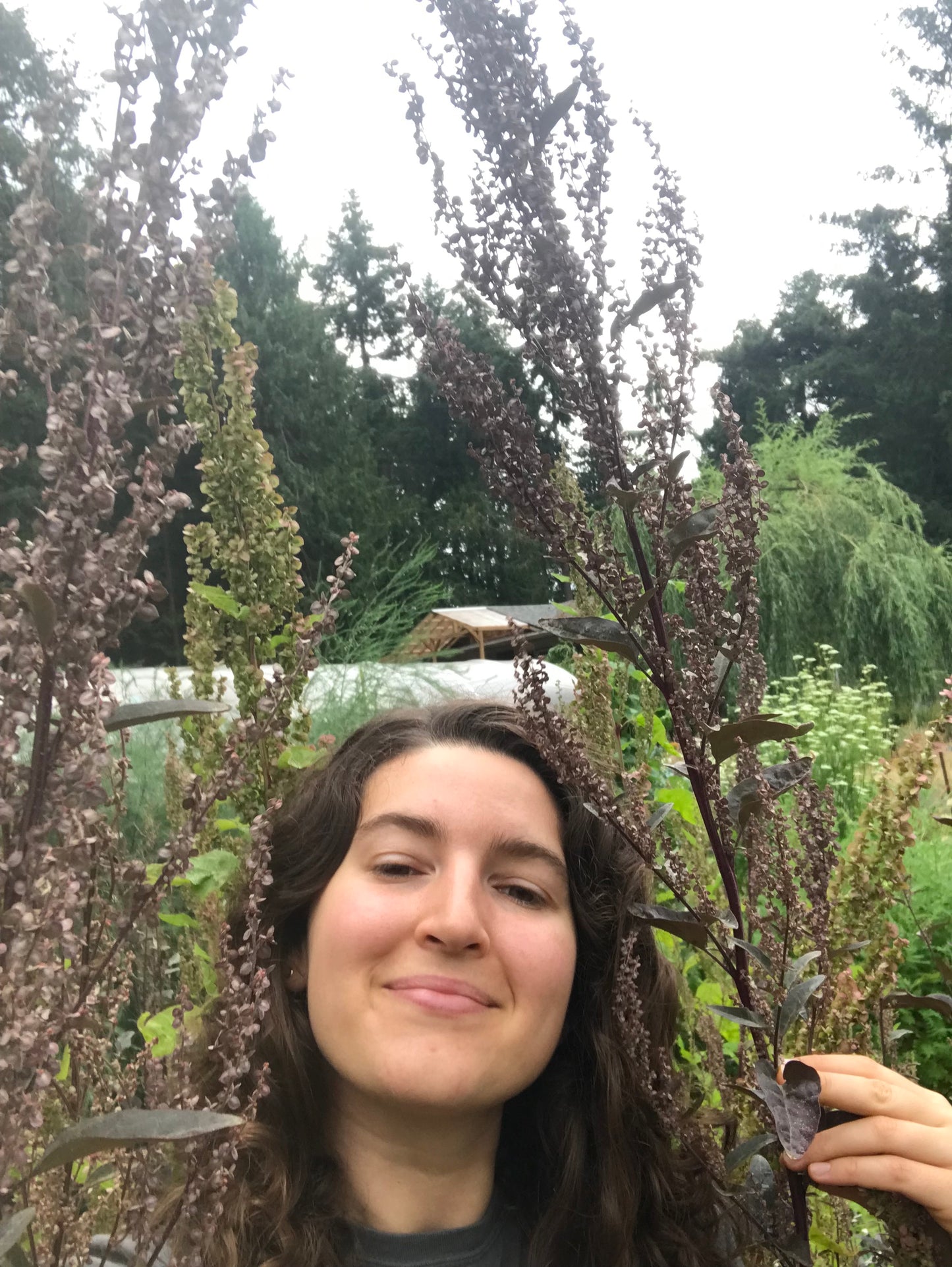 Rainbow Orach Seeds - Atriplex hortensis - Mountain Spinach, Garden Orache