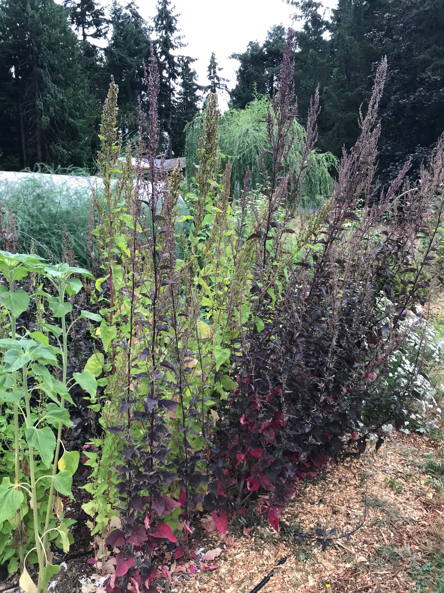 Rainbow Orach Seeds - Atriplex hortensis - Mountain Spinach, Garden Orache