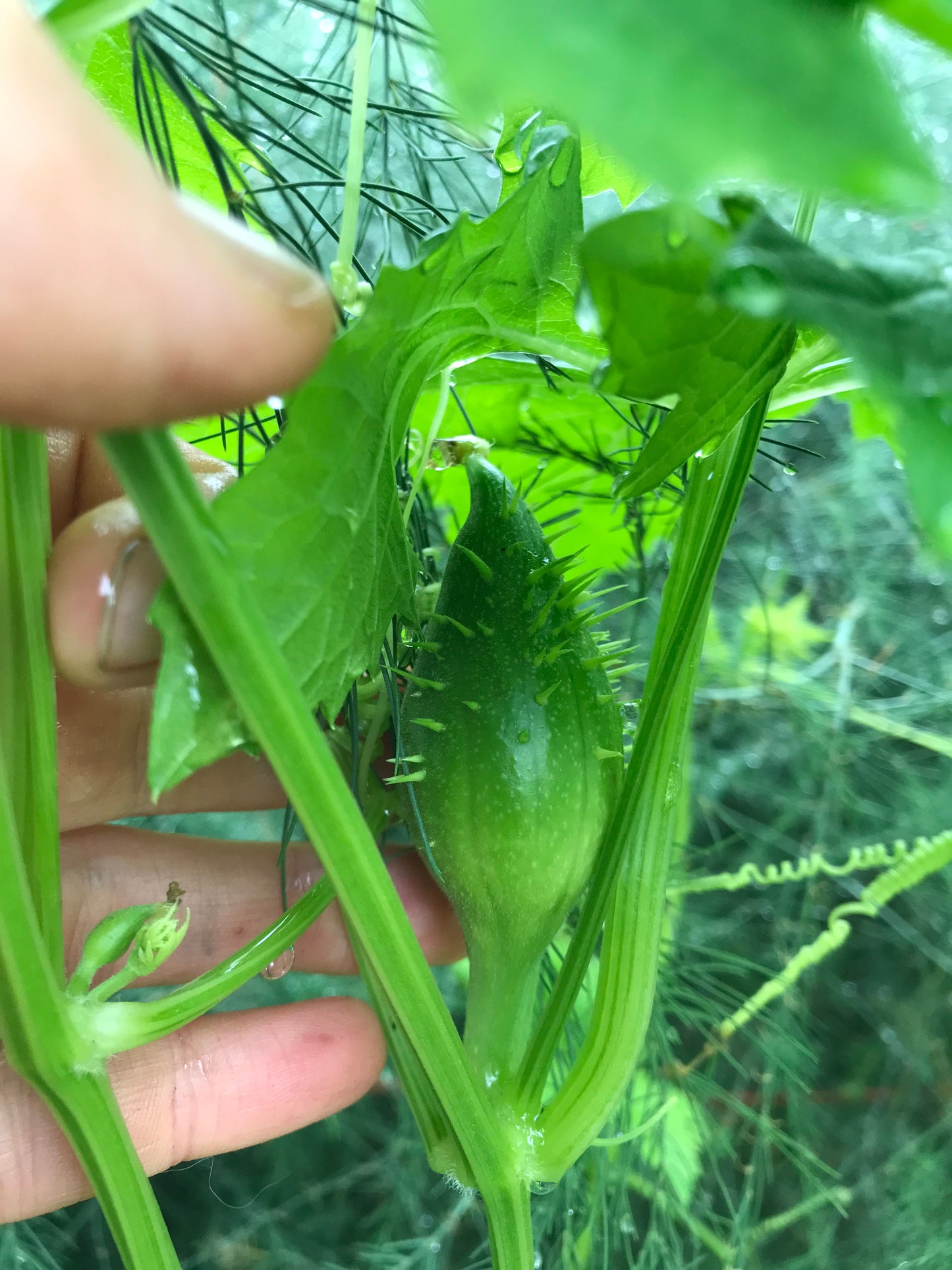 Giant Achocha Seeds - Cyclanthera pedata - Caigua