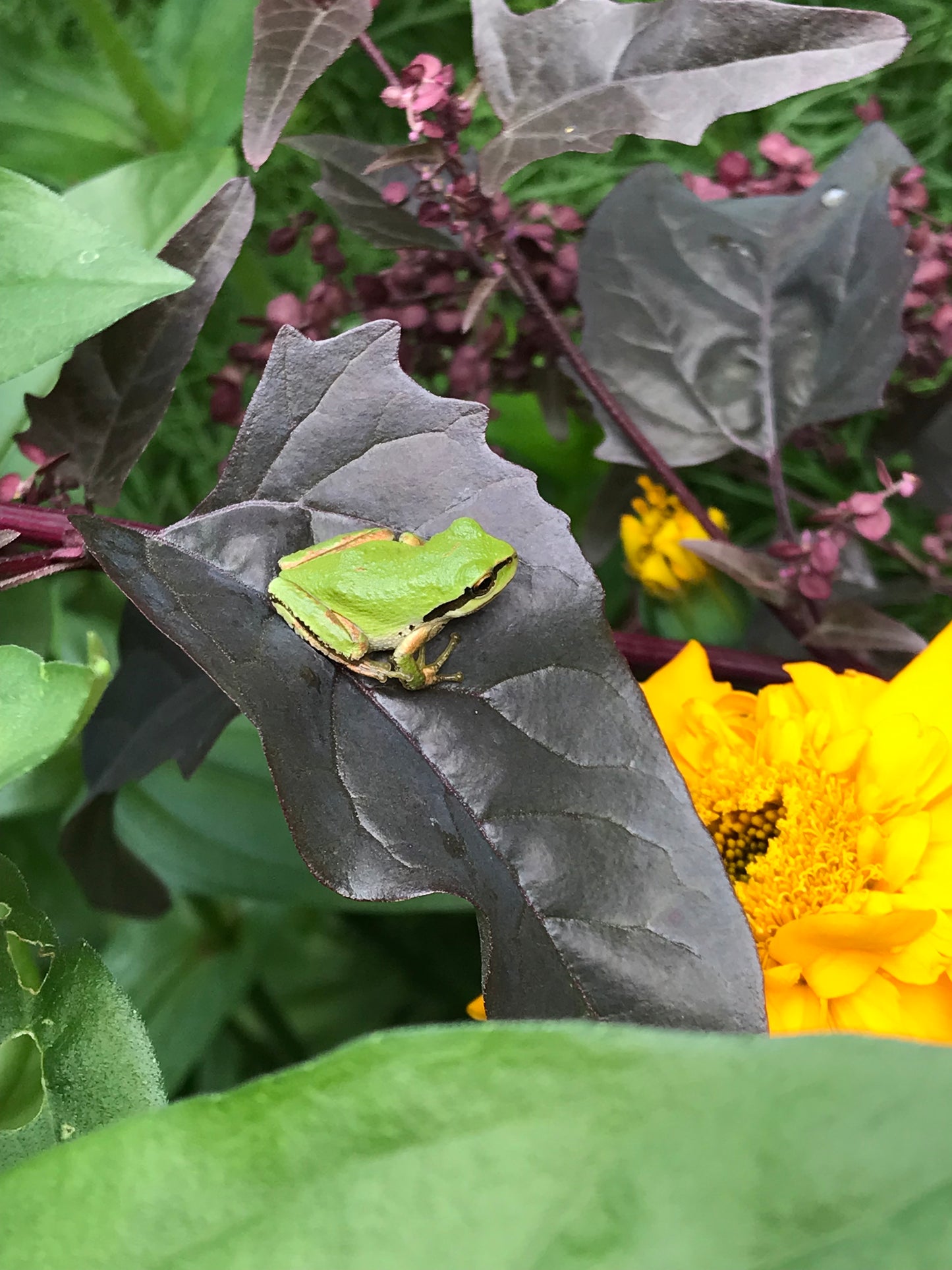 Rainbow Orach Seeds - Atriplex hortensis - Mountain Spinach, Garden Orache