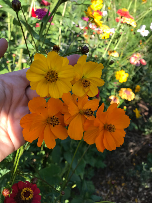 Sulphur Cosmos Seeds - Cosmos sulphureus