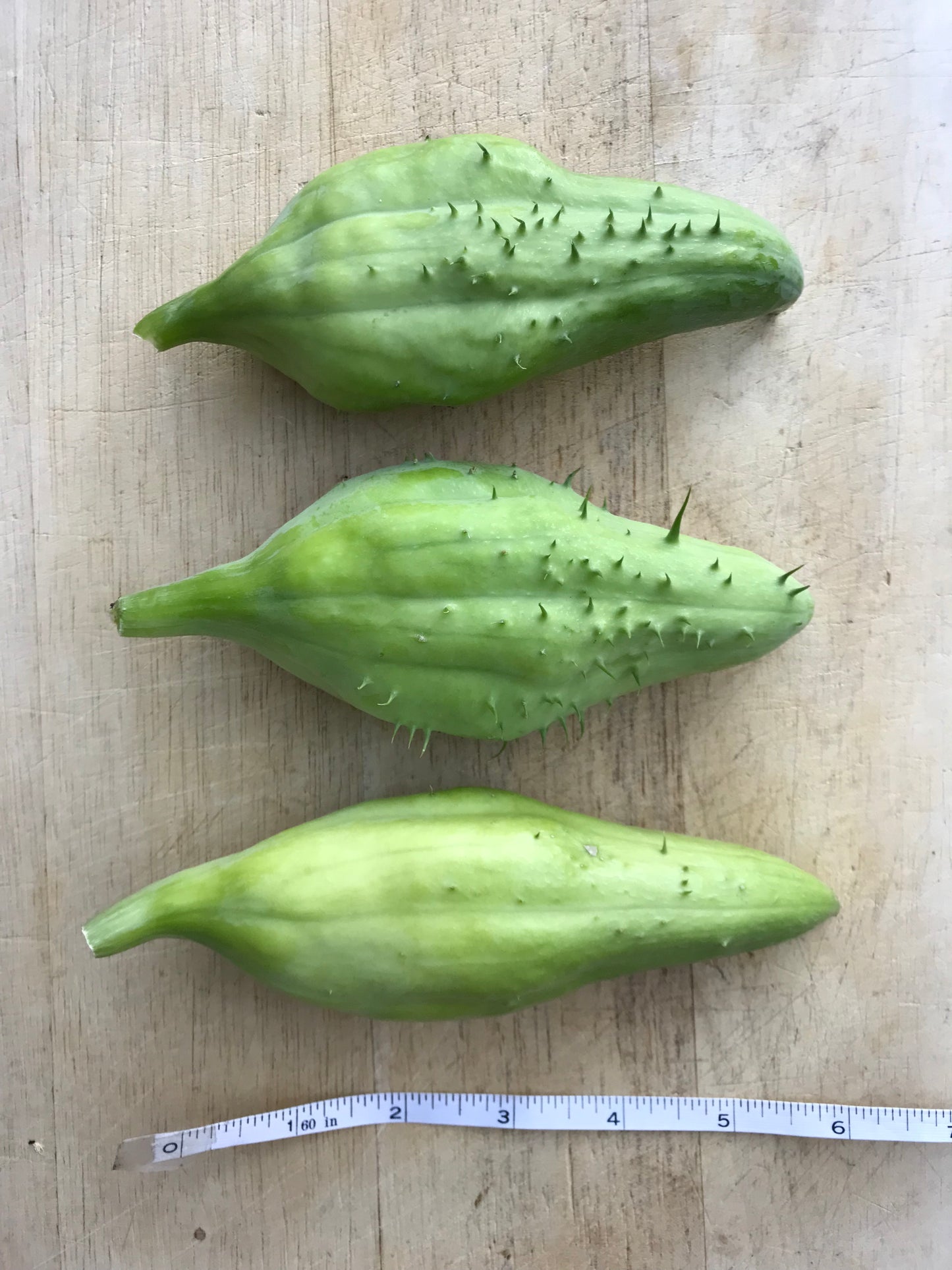 Giant Achocha Seeds - Cyclanthera pedata - Caigua