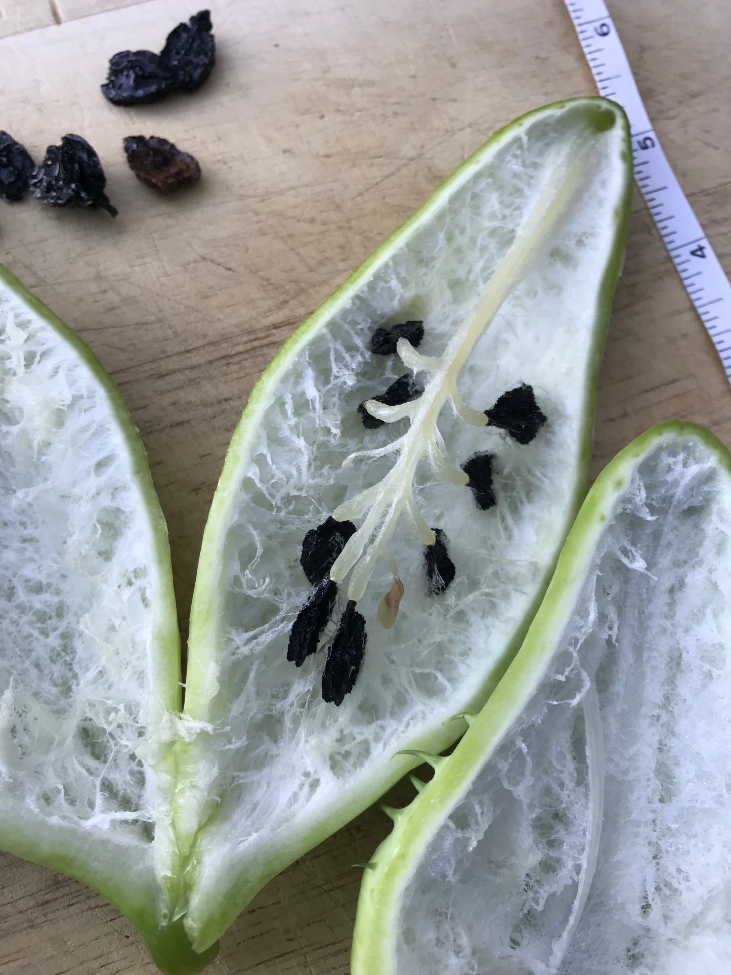 Giant Achocha Seeds - Cyclanthera pedata - Caigua