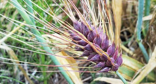 Purple Karma Tibetan Barley Seeds - Hordeum vulgare