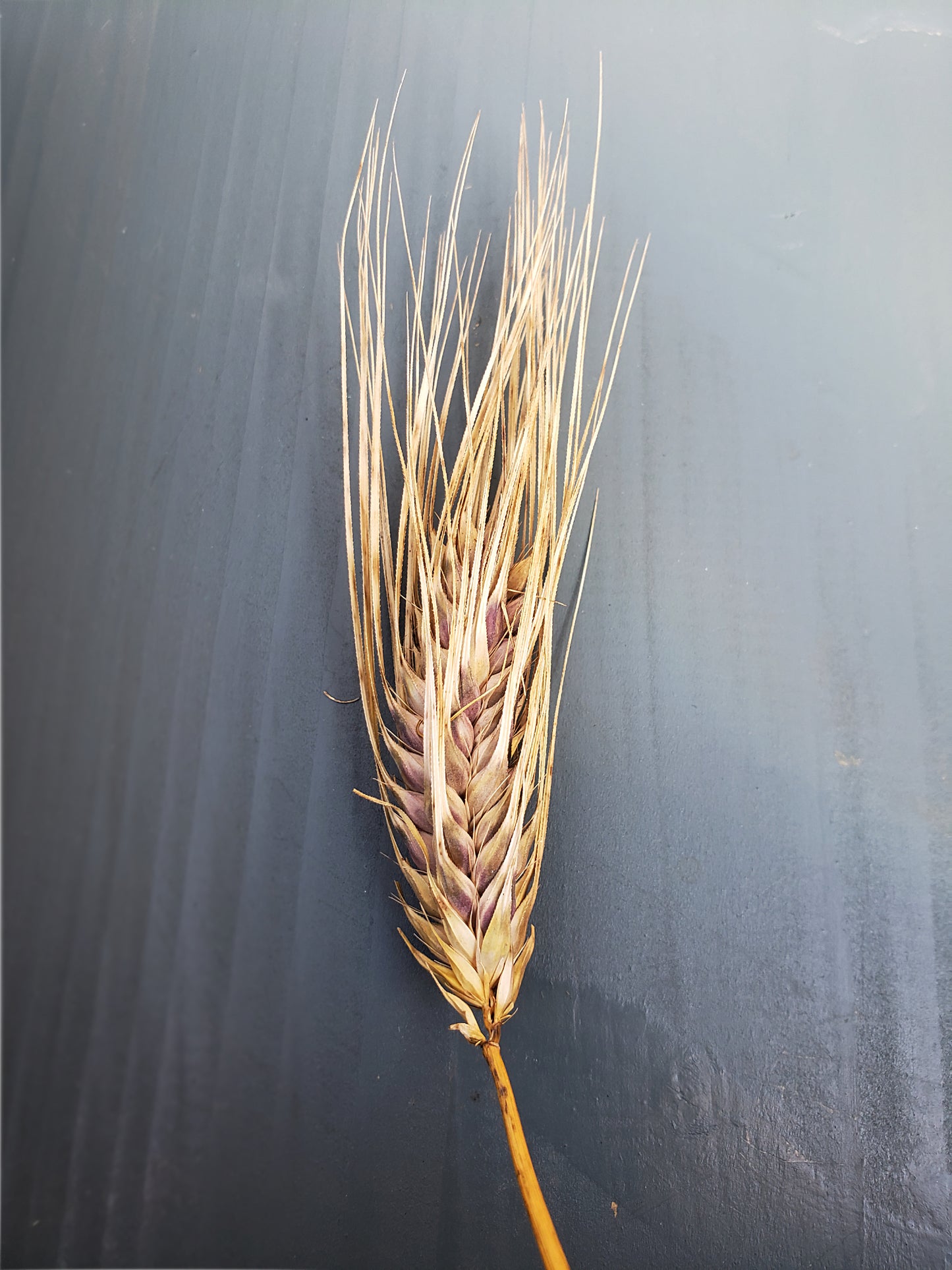 Purple Karma Tibetan Barley Seeds - Hordeum vulgare