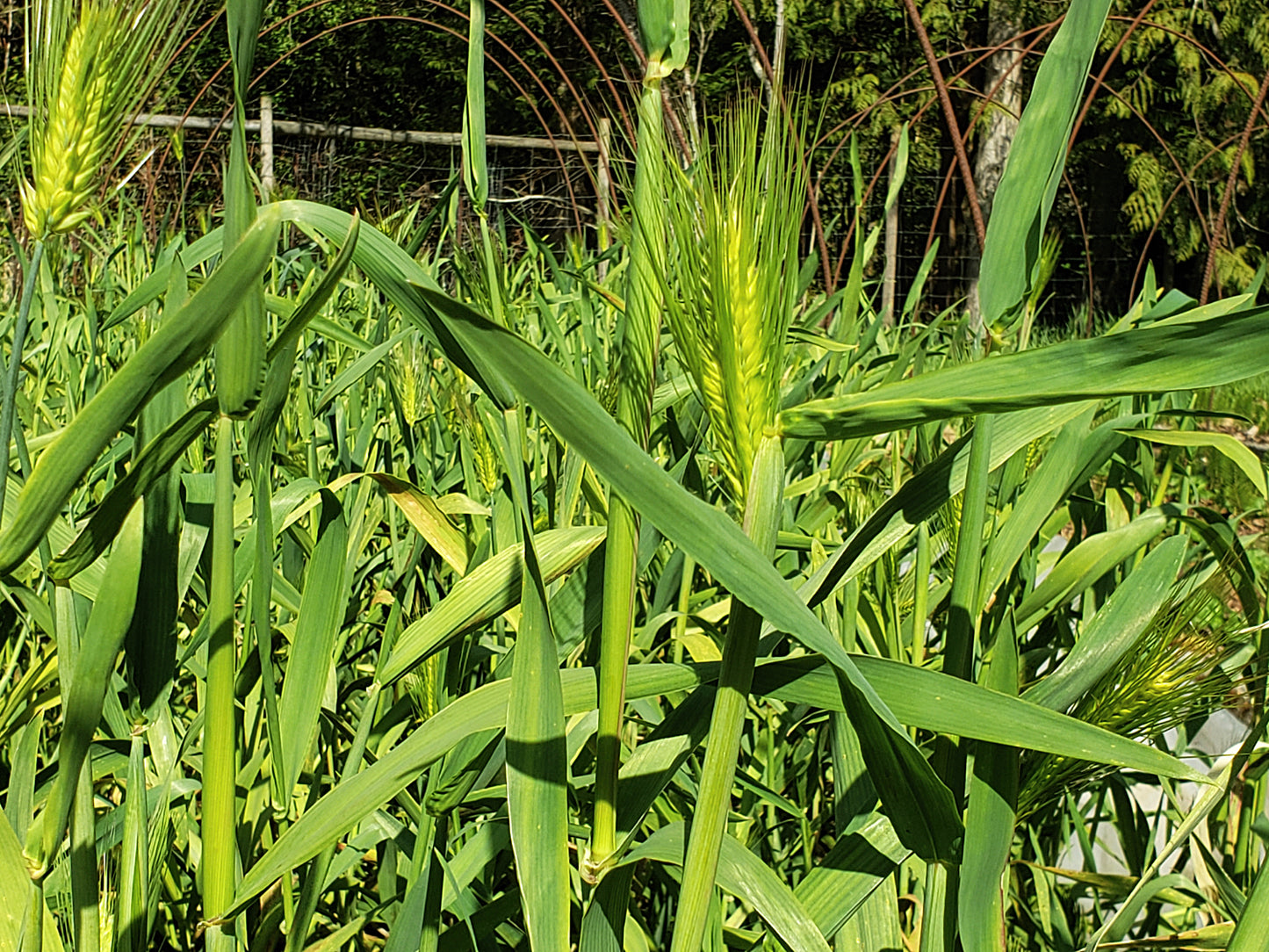 Purple Karma Tibetan Barley Seeds - Hordeum vulgare