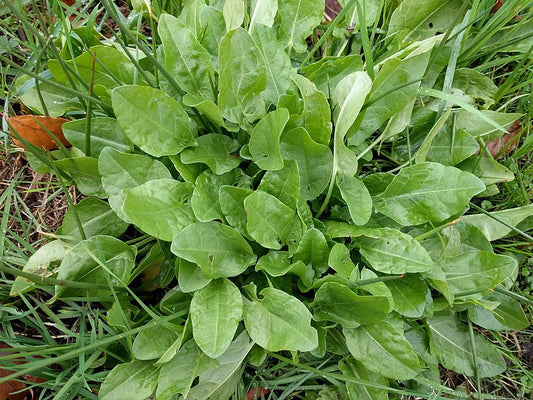 Garden Sorrel Seeds - Rumex acetosa