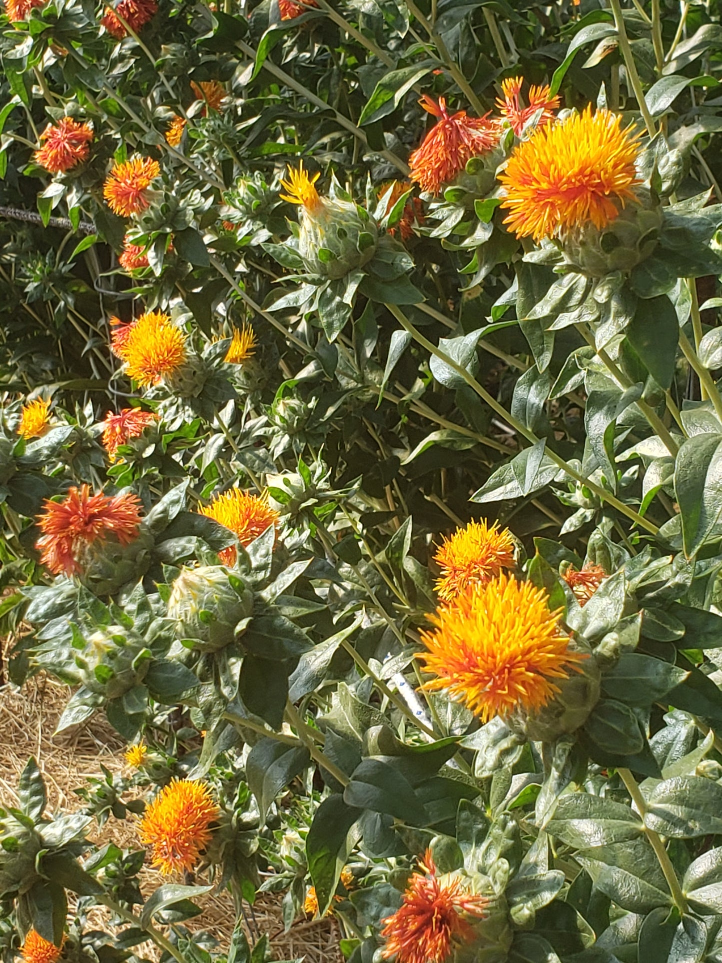 Corrales Azafran Safflower Seeds - Carthamus tinctorius - False Saffron