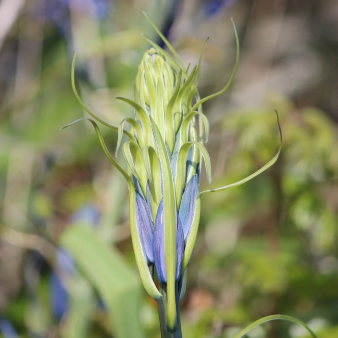 Great Camas Seeds - Camassia leichtlinii ssp. suksdorfii - speenhw