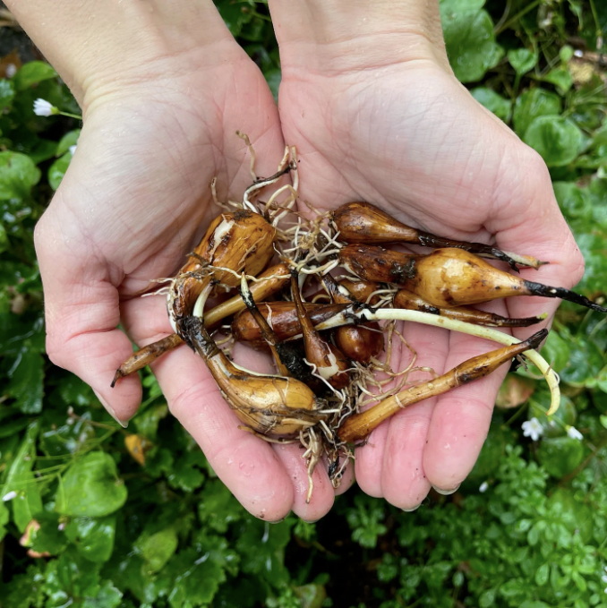 Great Camas Seeds - Camassia leichtlinii ssp. suksdorfii - speenhw
