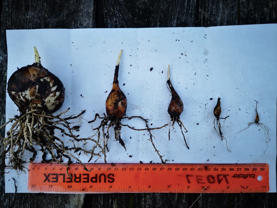 Great Camas Seeds - Camassia leichtlinii ssp. suksdorfii - speenhw