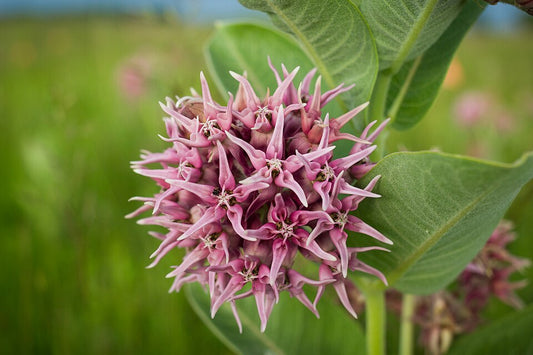 Showy Milkweed Seeds - Asclepias speciosa