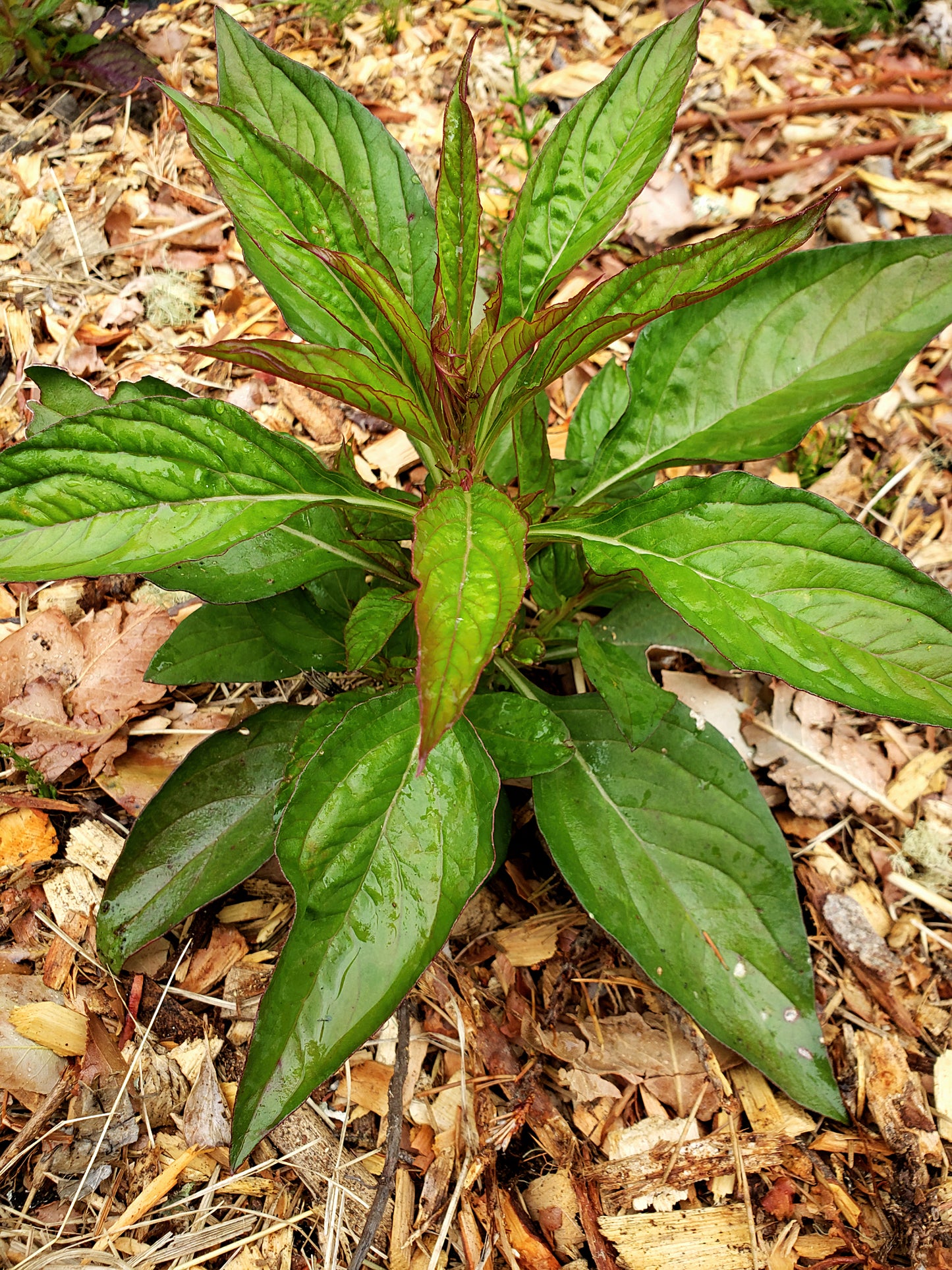Sokoyokoto Lagos Spinach - Celosia argentea - Efo Shoko - ṣọkọ̀ yòkòtò.