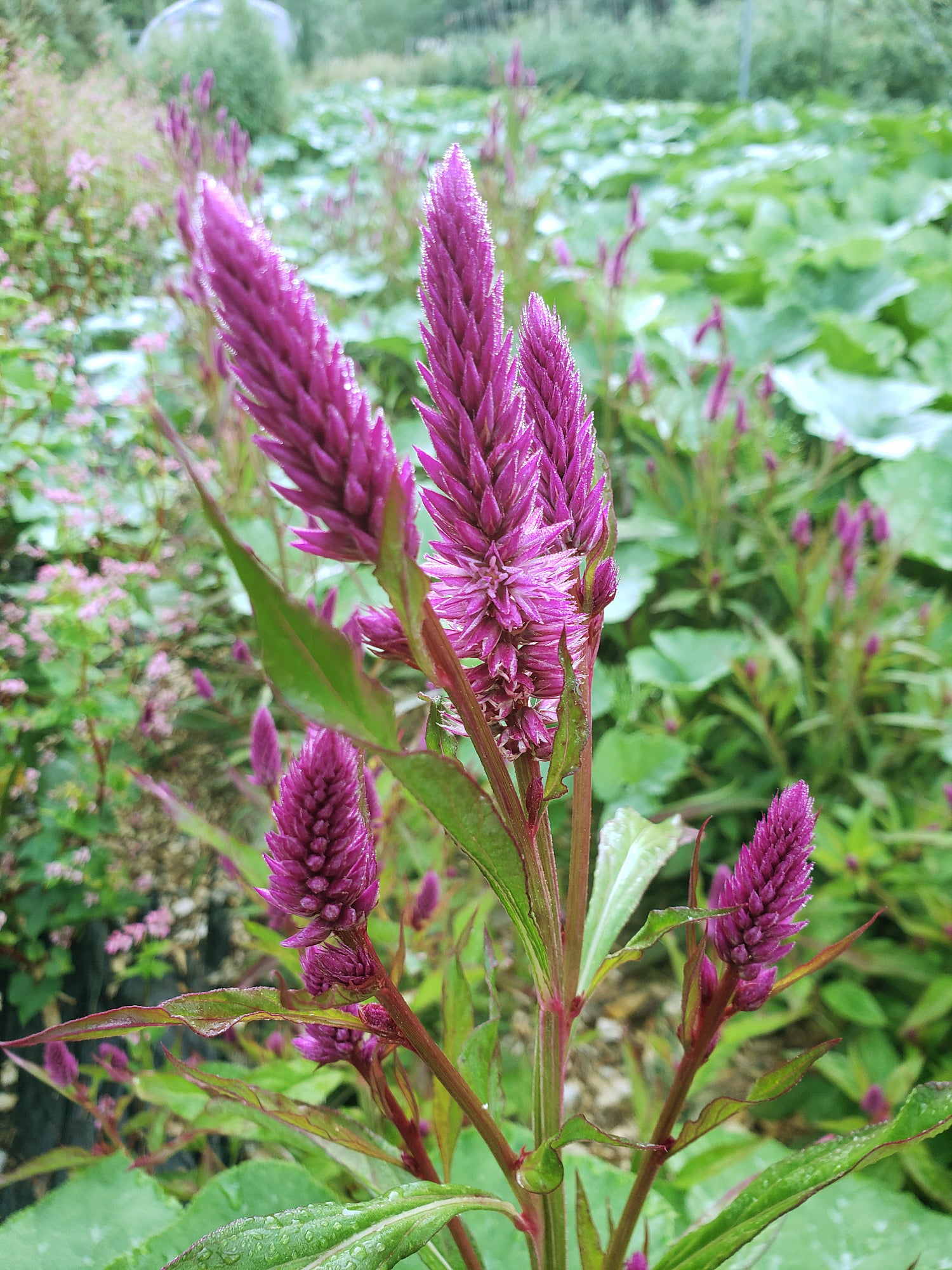 Flowers – Cicada Seeds