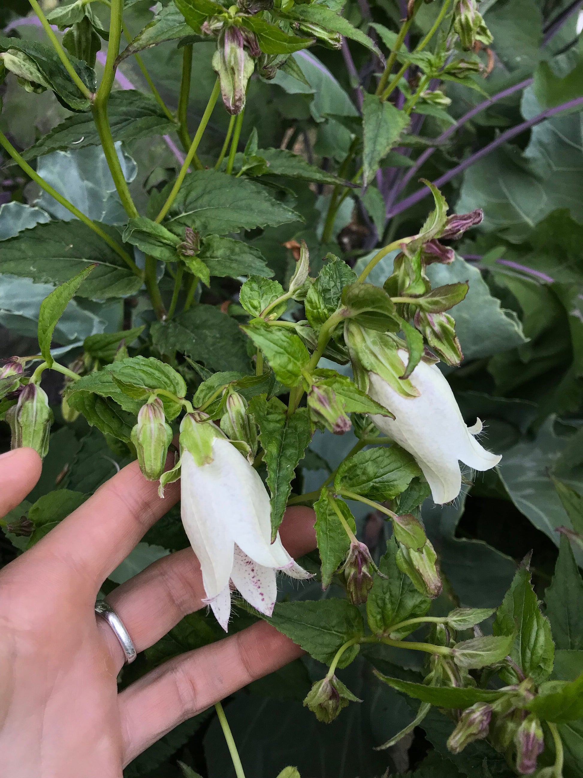 Korean Bellflower Seeds - Campanula takesimana