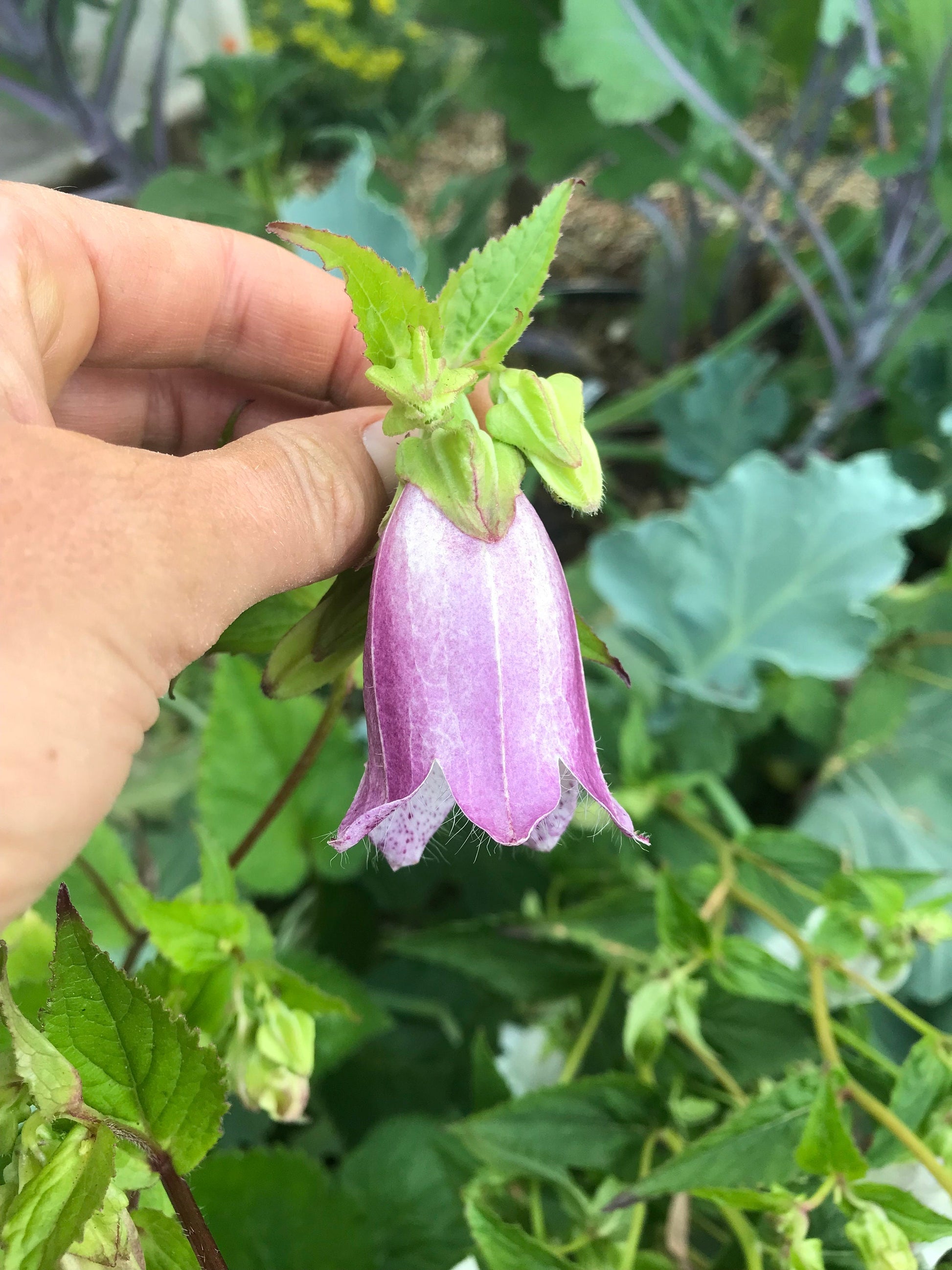 Korean Bellflower Seeds - Campanula takesimana