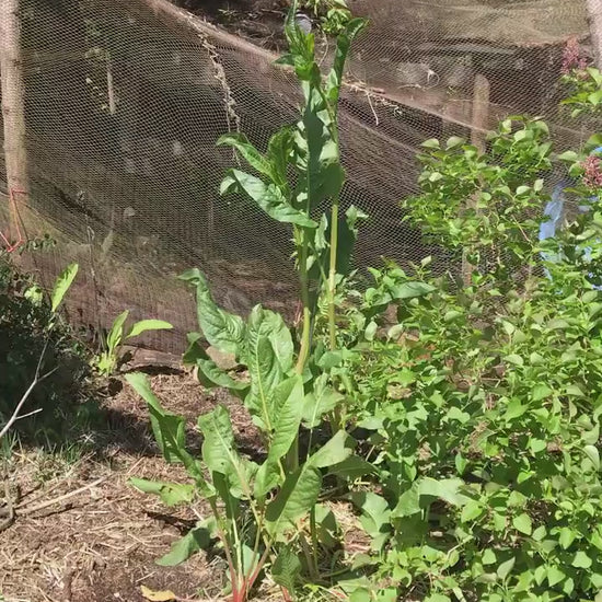 Garden Patience Seeds - Rumex patientia - Patience Dock