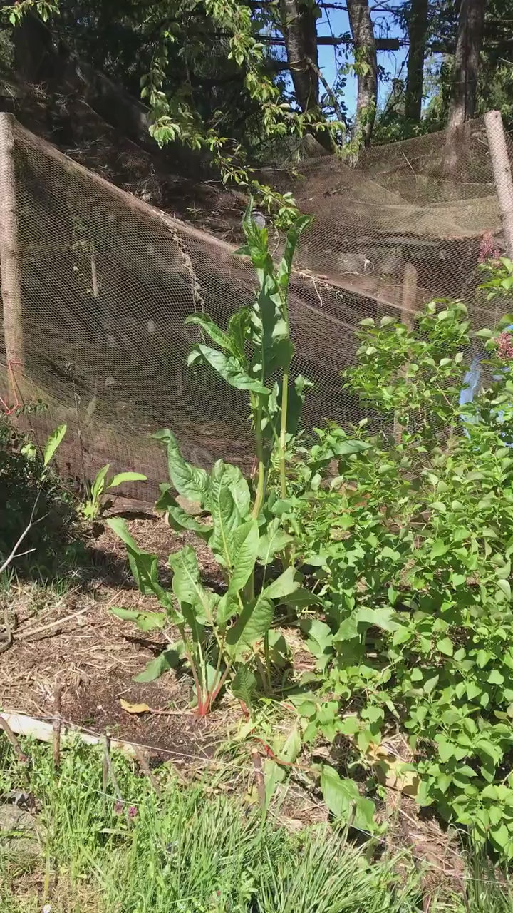 Garden Patience Seeds - Rumex patientia - Patience Dock