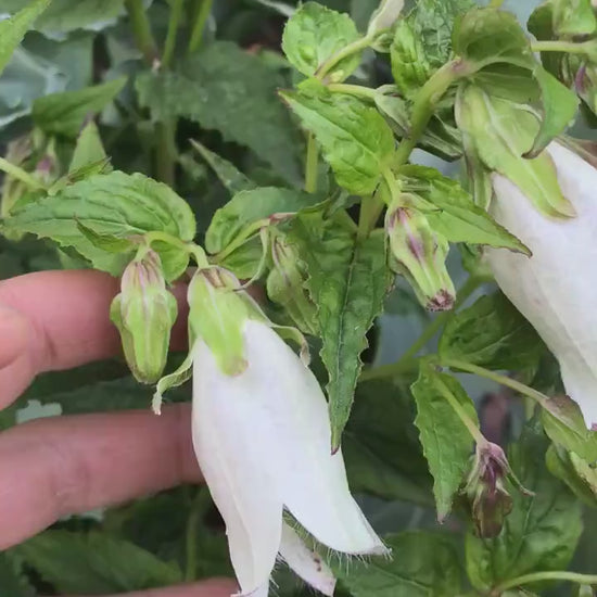 Korean Bellflower Seeds - Campanula takesimana