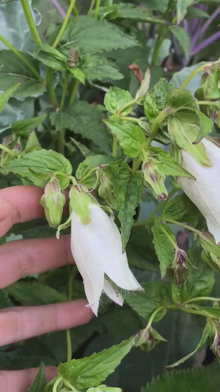 Korean Bellflower Seeds - Campanula takesimana