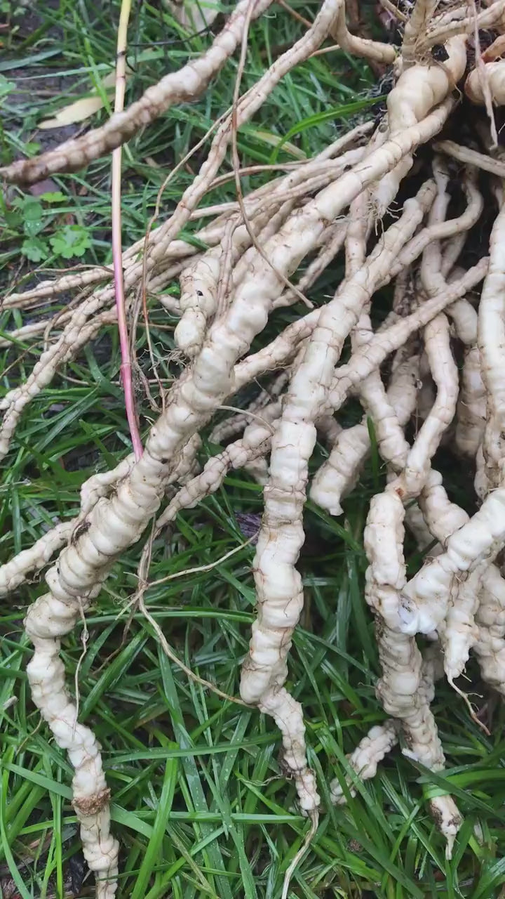 Skirret Seeds- Sium sisarum - Sugar Root
