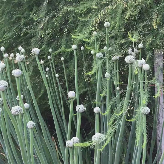 Welsh Onion Seeds - Allium fistulosum - Perennial Spring Onions