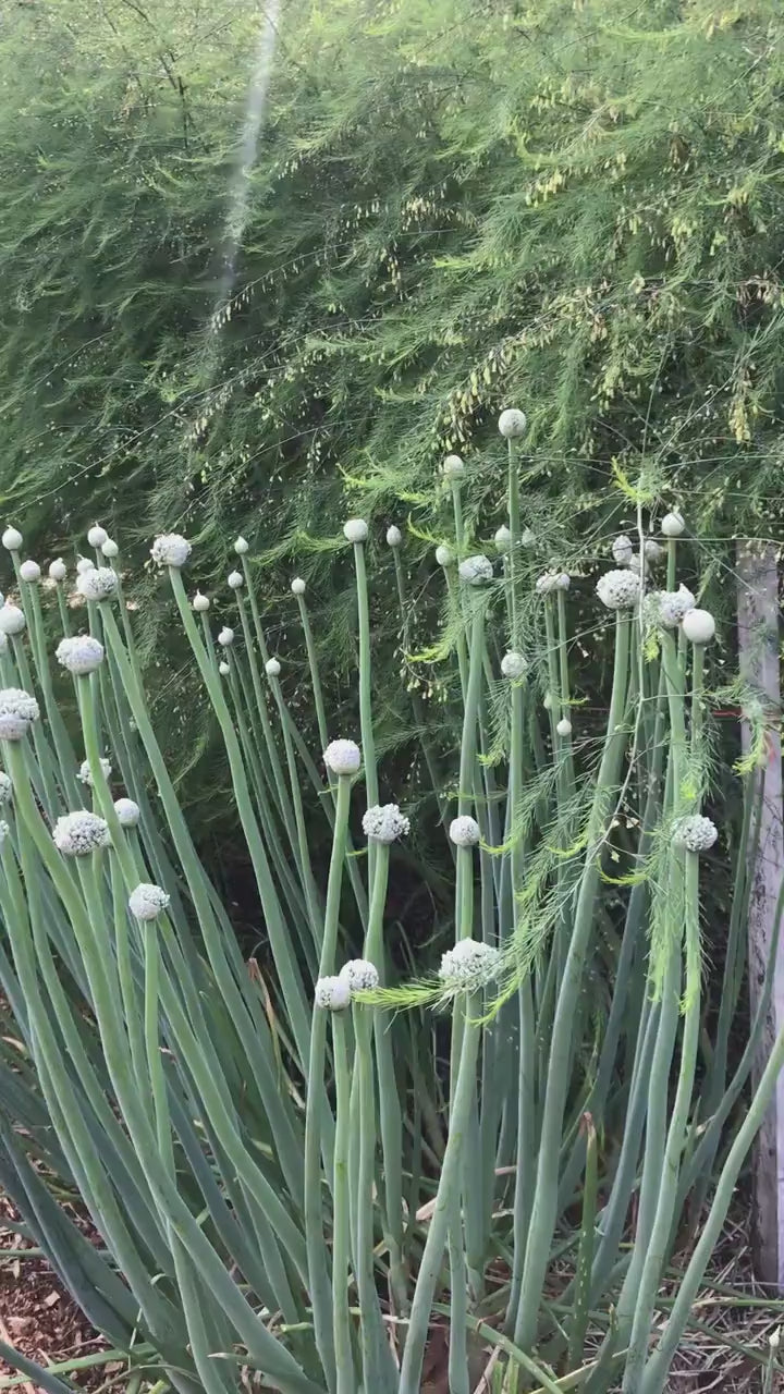 Welsh Onion Seeds - Allium fistulosum - Perennial Spring Onions