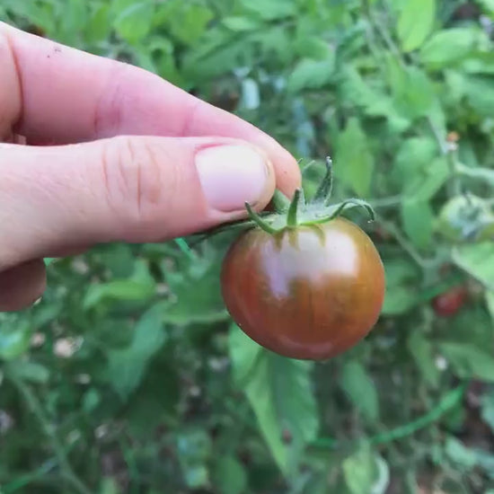 Karma Miracle Tomato Seeds - Solanum lycopersicum