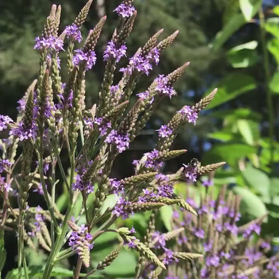 Blue Vervain Seeds - Verbena hastata - Medicinal Herb for Stress