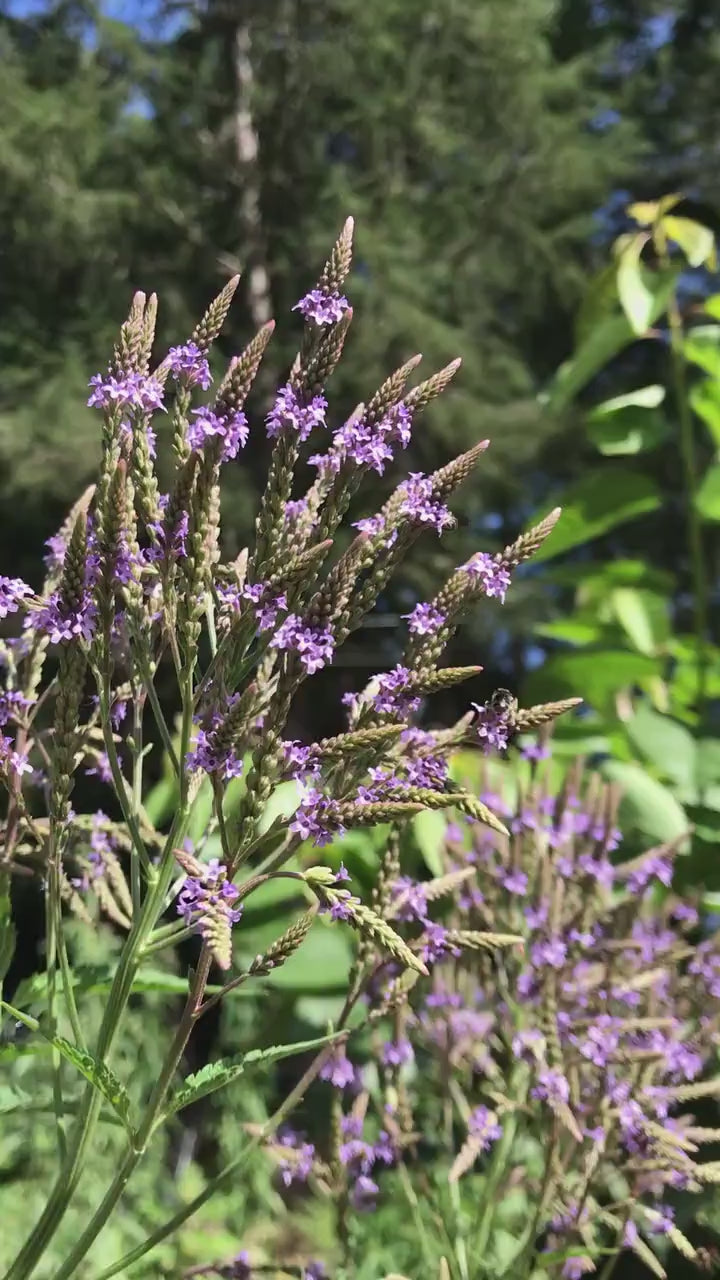 Blue Vervain Seeds - Verbena hastata - Medicinal Herb for Stress