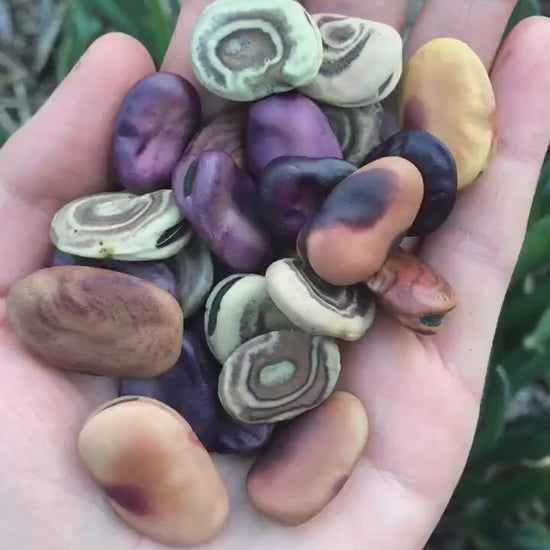 Andean Rainbow Fava Bean Seeds - Vicia faba - Broad Bean Seeds