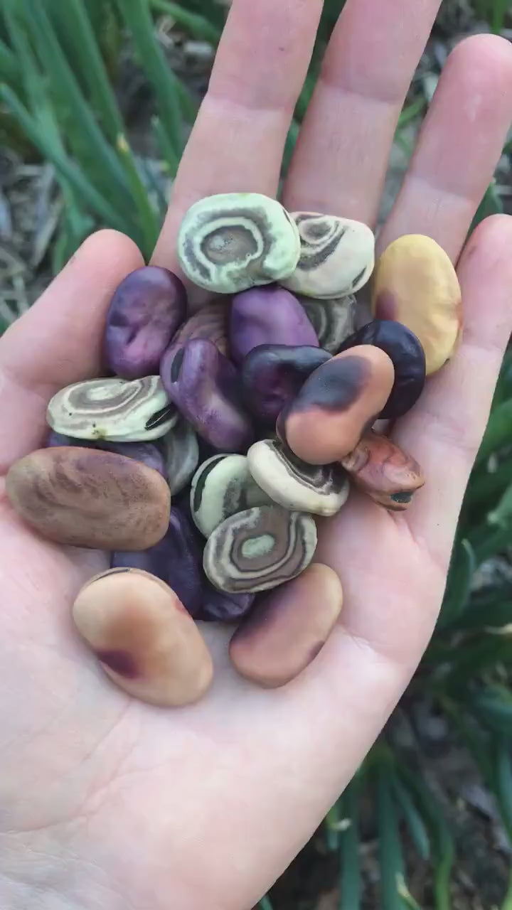 Andean Rainbow Fava Bean Seeds - Vicia faba - Broad Bean Seeds