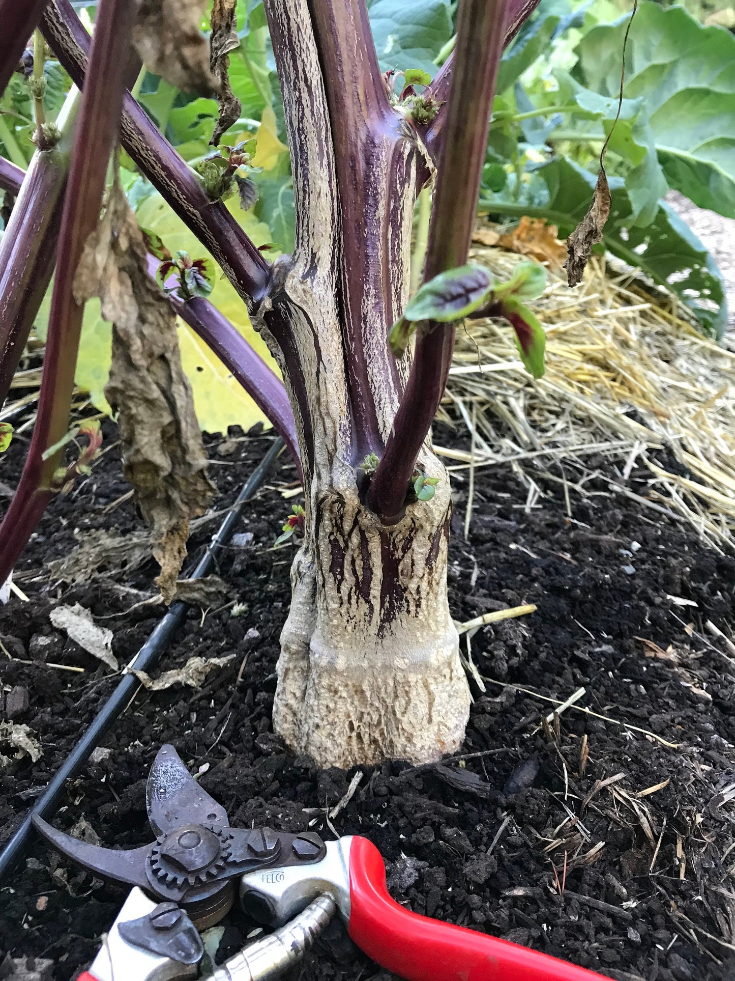 Miriah Leaf Amaranth stalk