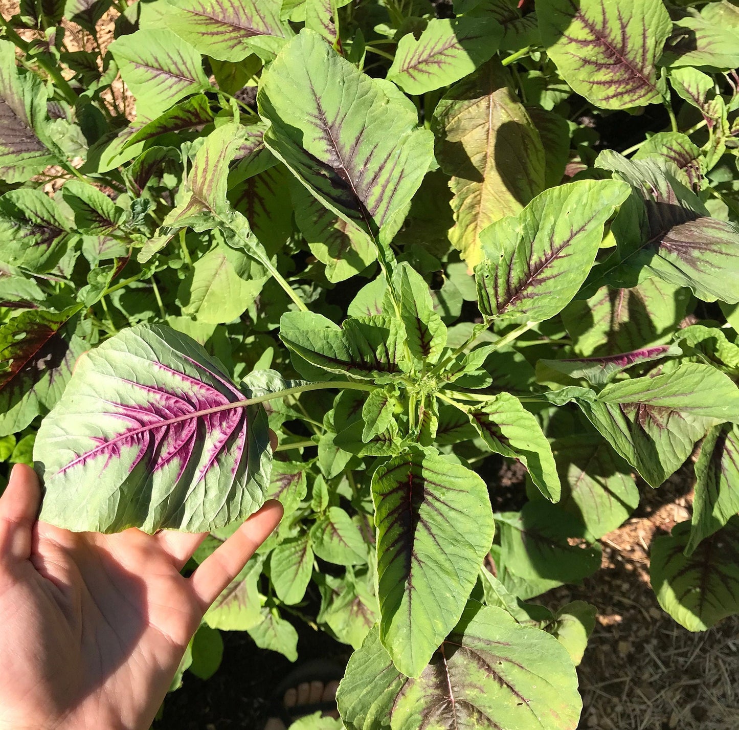 Miriah Leaf Amaranth Seeds - Amaranthus tricolor - Callaloo Seeds