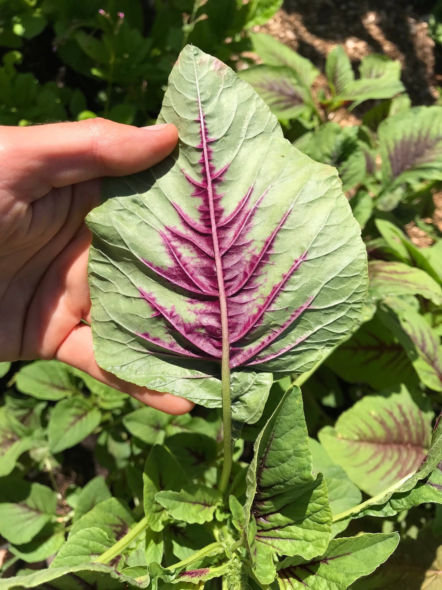 Miriah Leaf Amaranth Seeds - Amaranthus tricolor - Callaloo Seeds