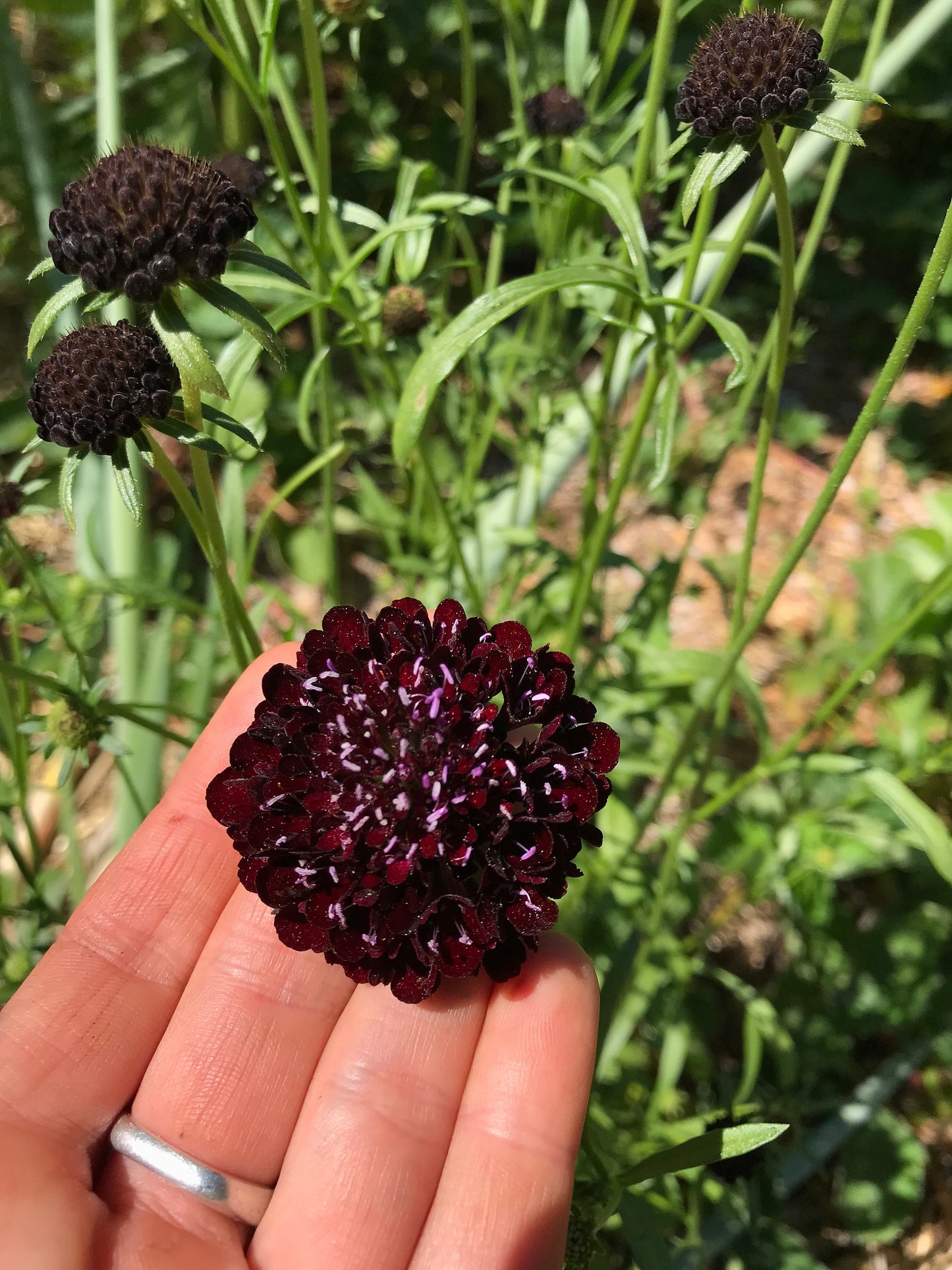 Black Knight Scabiosa Seeds - Scabiosa atropurpurea - Pincushion flower. Use for natural dye, bouquets - CicadaSeedsShop