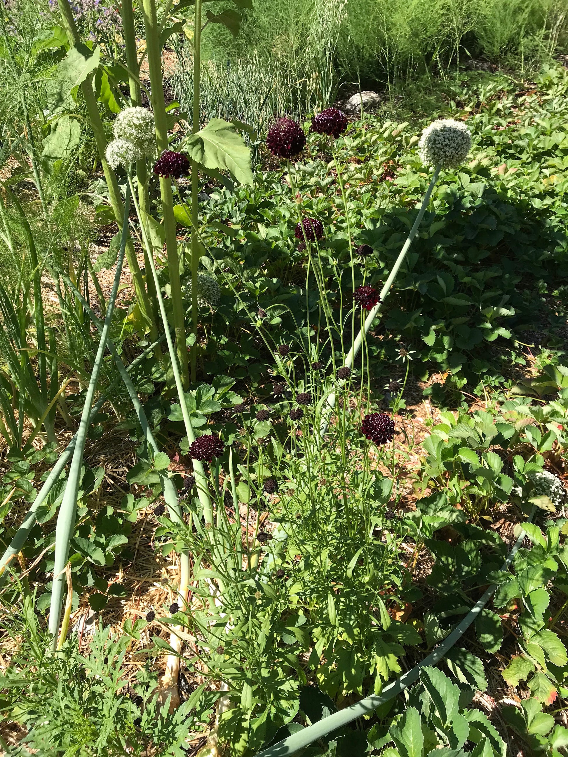 Black Knight Scabiosa Seeds - Scabiosa atropurpurea - Pincushion flower. Use for natural dye, bouquets - CicadaSeedsShop