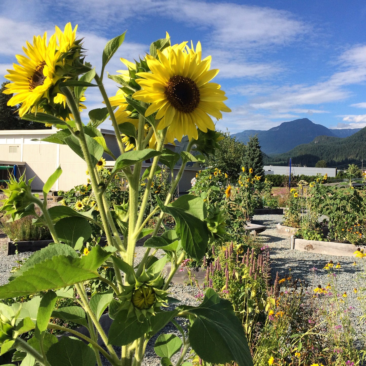 Sunflower Seeds - Helianthus annuus - Tall yellow sunflower mix