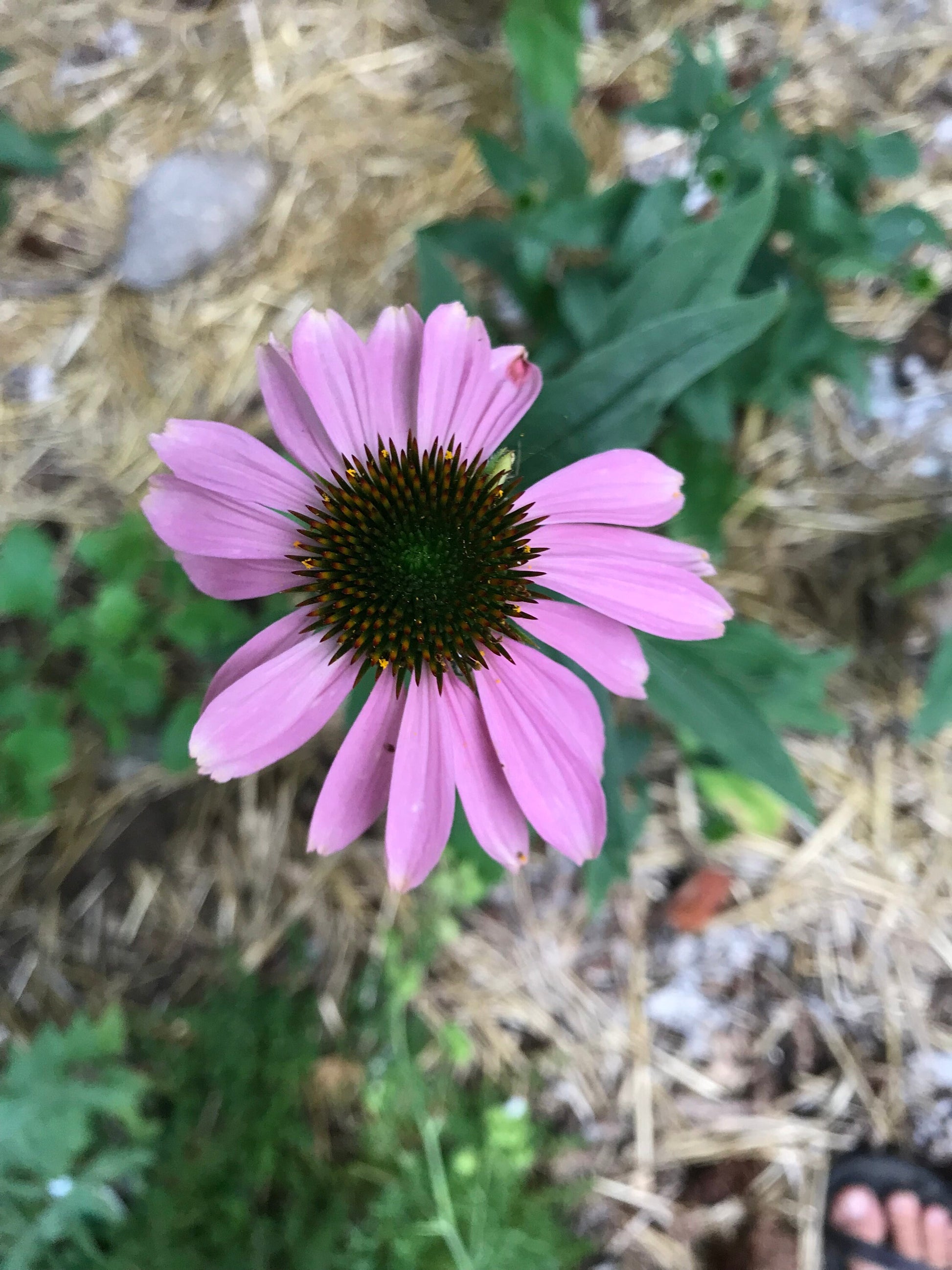 Paradiso Mix Echinacea Seeds - Echinacea purpurea - Multicolour Medicinal & Ornamental Flower