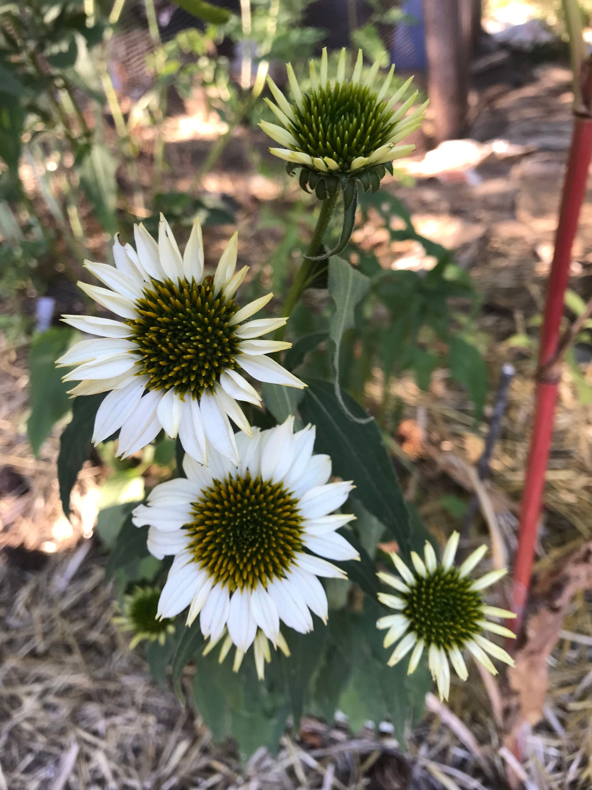 Paradiso Mix Echinacea Seeds - Echinacea purpurea - Multicolour Medicinal & Ornamental Flower