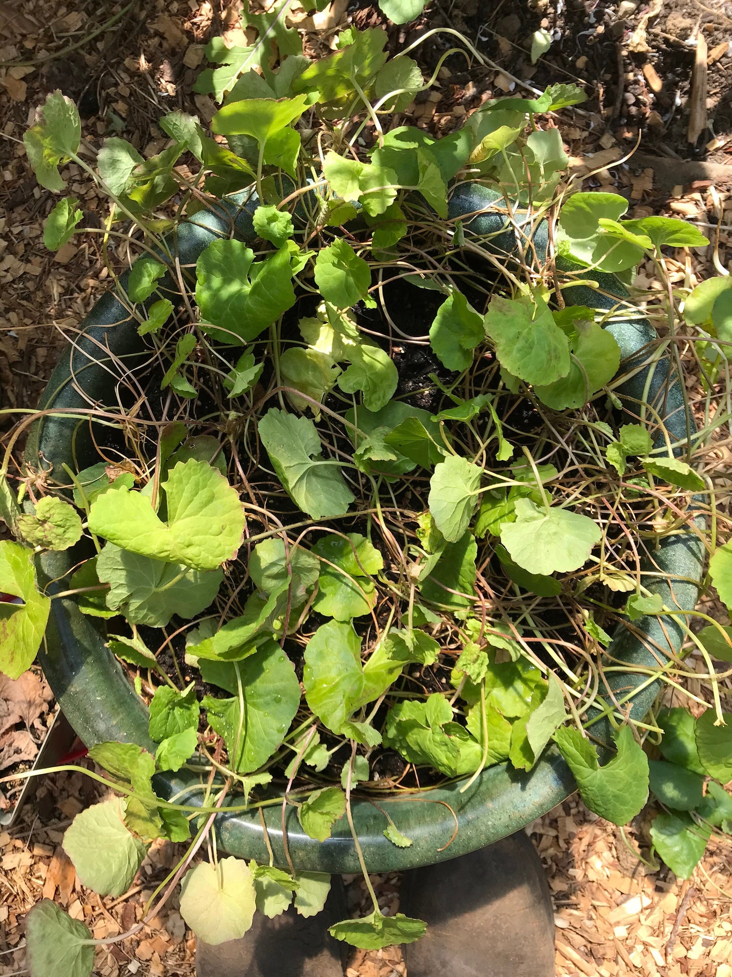 Gota kola seeds growing in a pot