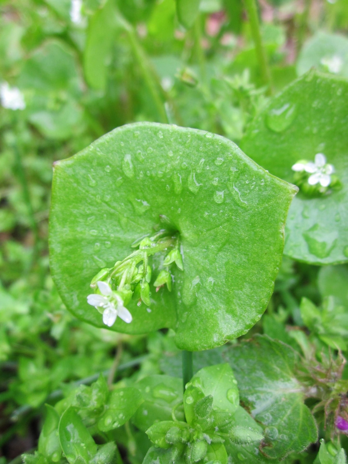 Miner's Lettuce Seeds - Claytonia perfoliata - Spring Beauty, Winter Purslane, Palsingat