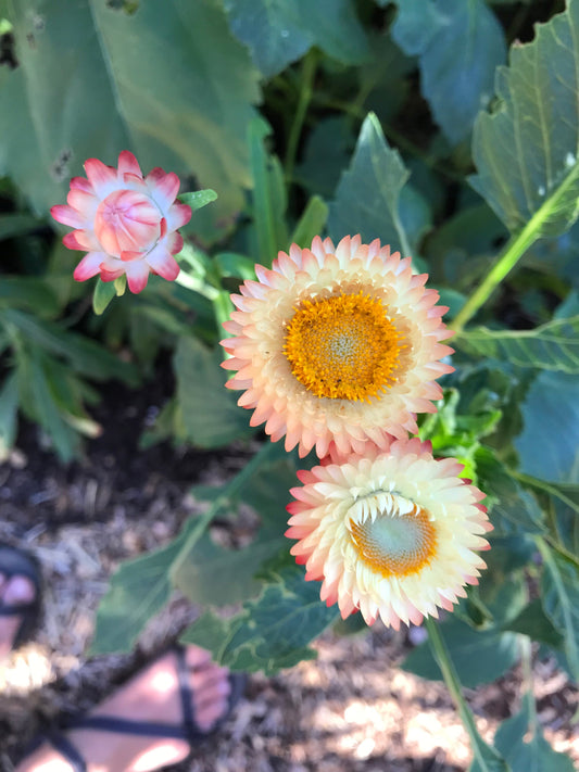 Strawflower Mix Seeds - Xerochrysum bracteatum