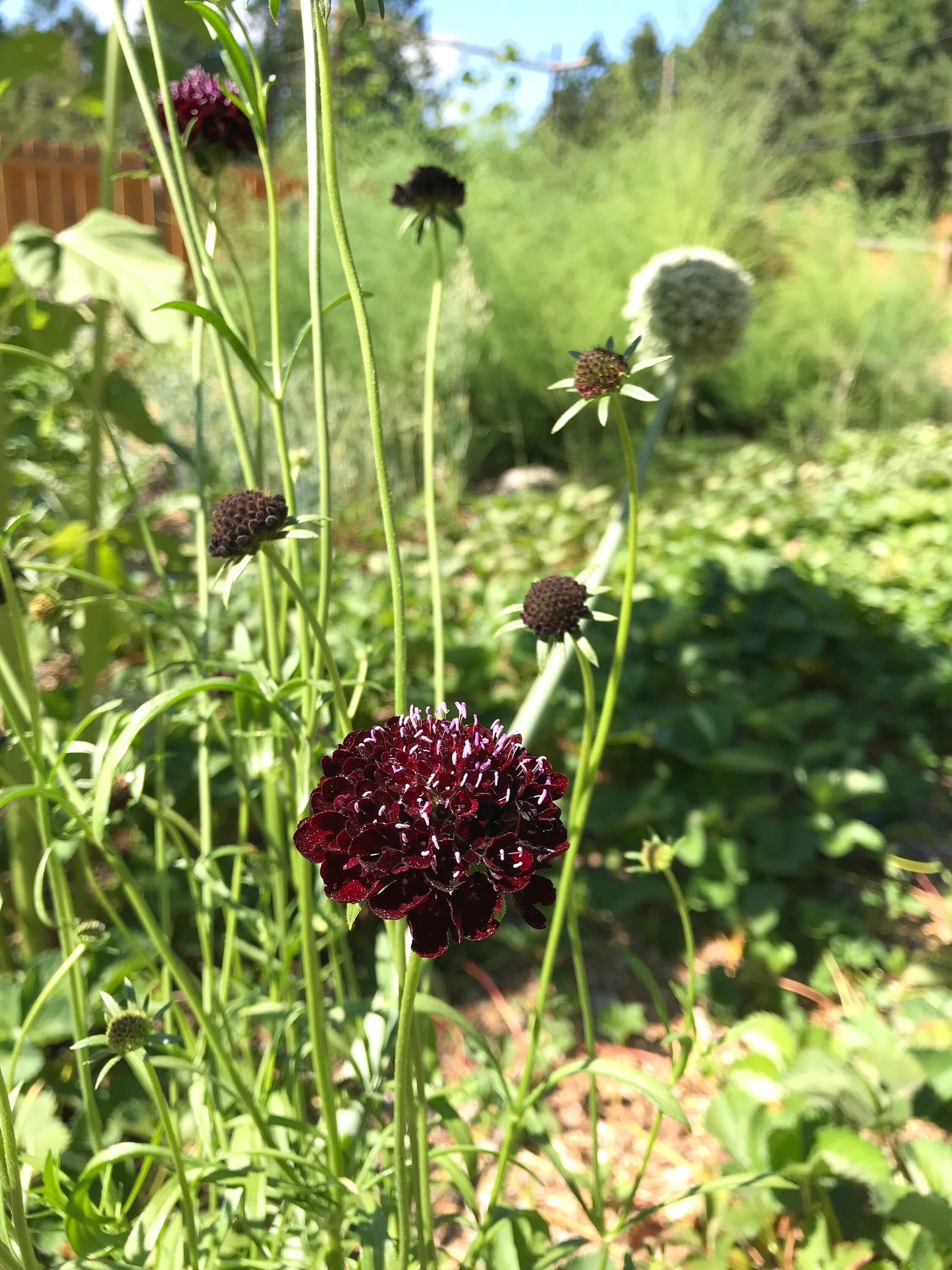 Black Knight Scabiosa Seeds - Scabiosa atropurpurea - Pincushion flower. Use for natural dye, bouquets - CicadaSeedsShop