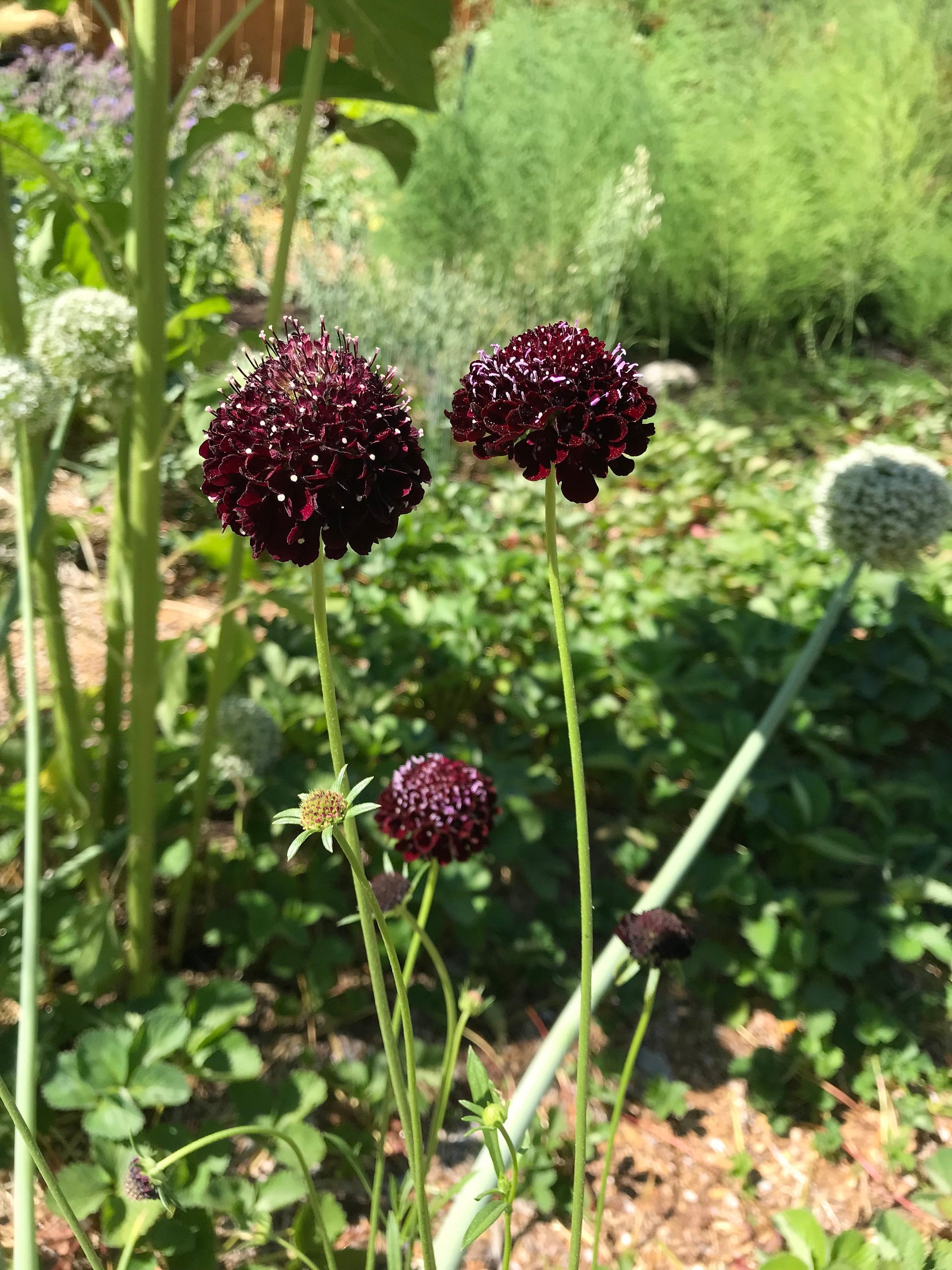 Black Knight Scabiosa Seeds - Scabiosa atropurpurea - Pincushion flower. Use for natural dye, bouquets - CicadaSeedsShop