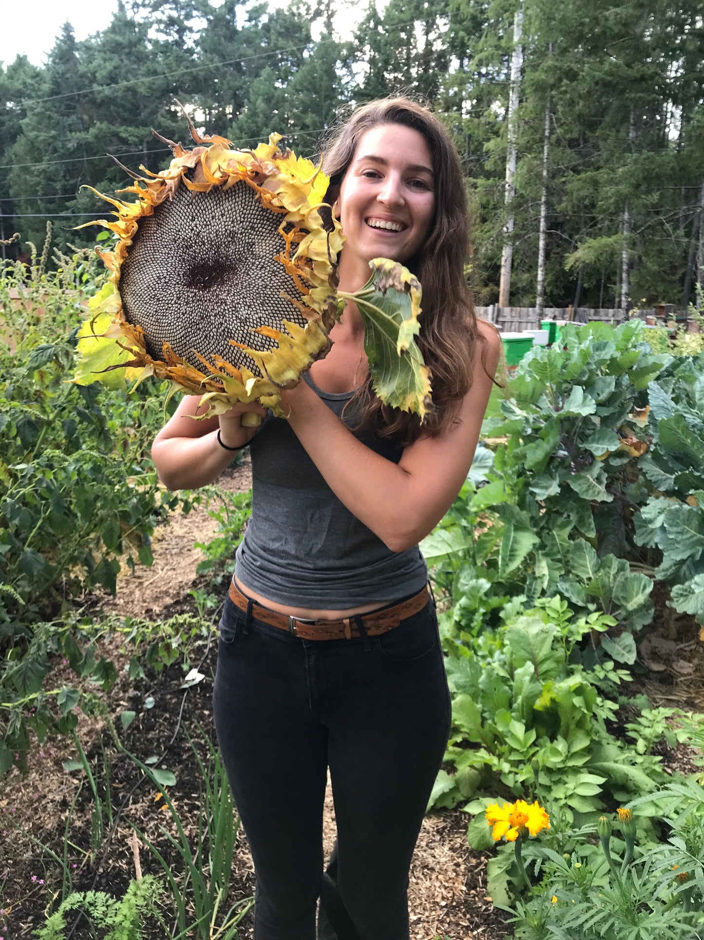 Sunflower Seeds - Helianthus annuus - Tall yellow sunflower mix