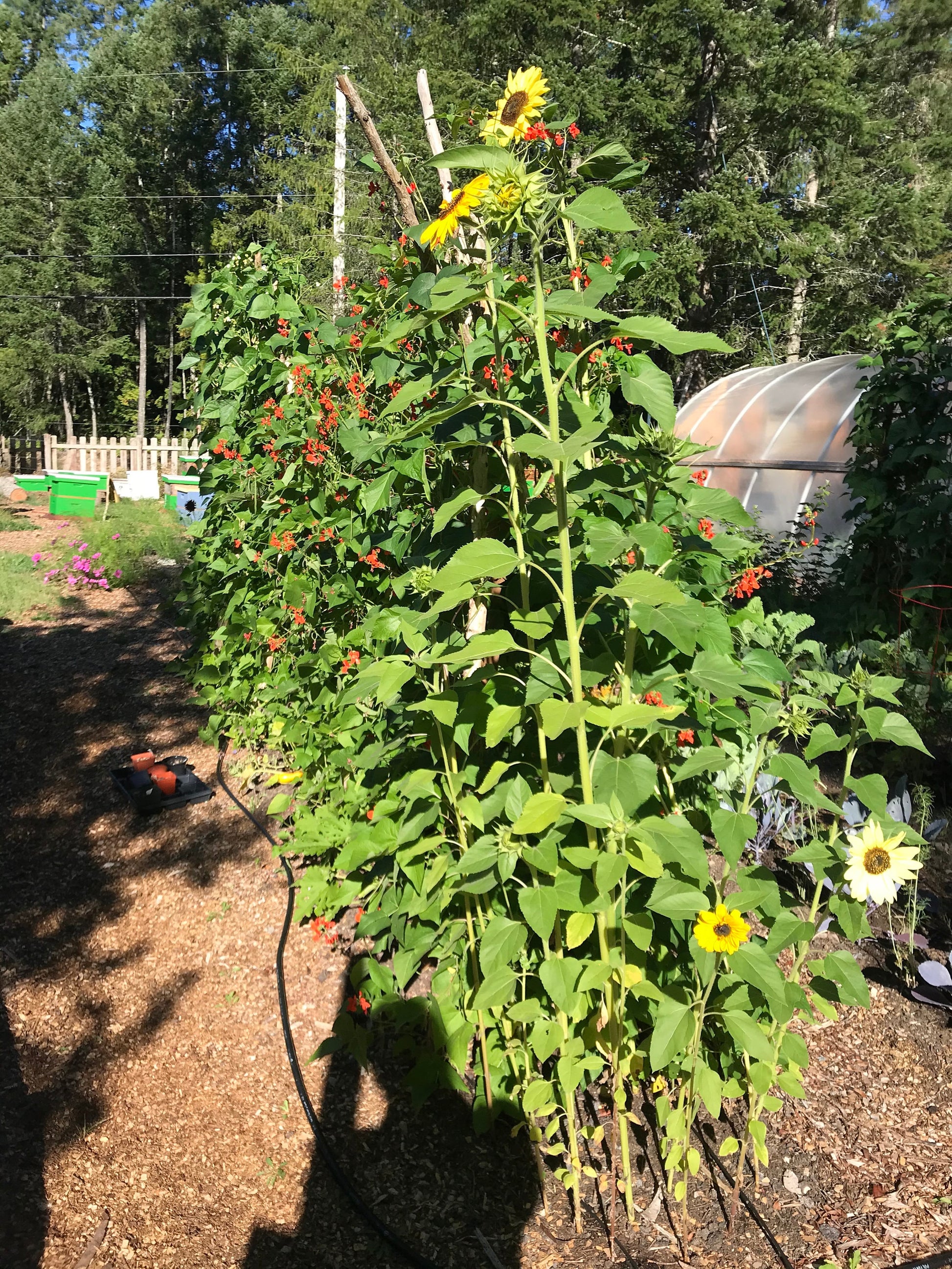 Sunflower Seeds - Helianthus annuus - Tall yellow sunflower mix