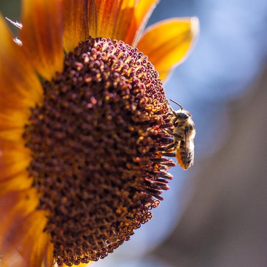 Sunflower Seeds - Helianthus annuus - Tall yellow sunflower mix