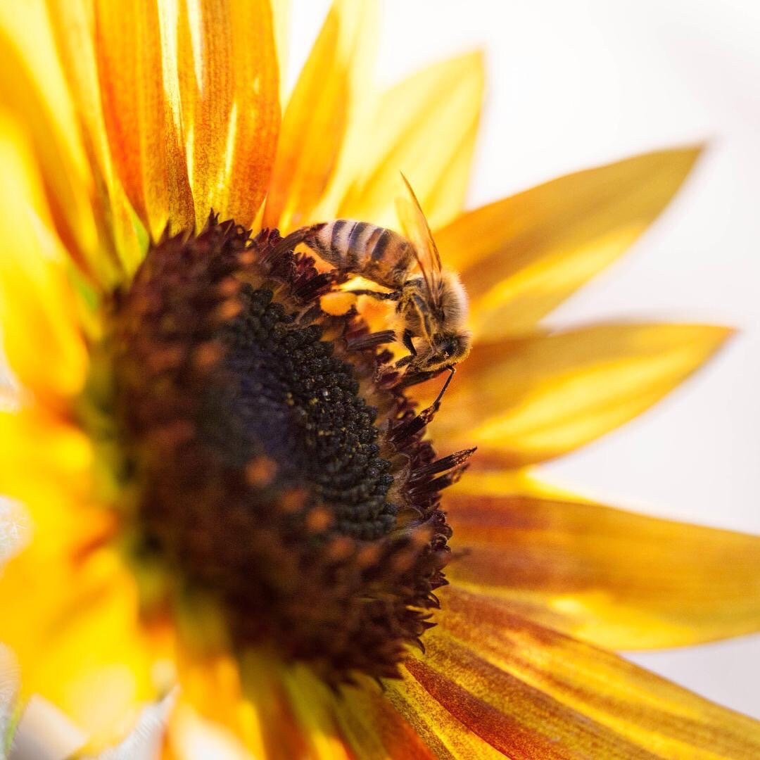 Sunflower Seeds - Helianthus annuus - Tall yellow sunflower mix